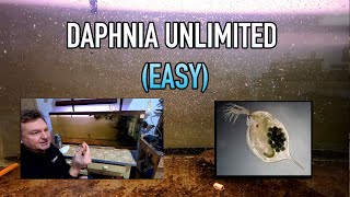 How I Raise Daphnia Water Fleas And You Can Too [upl. by Haidabej771]