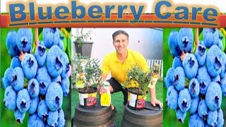 All About BLUEBERRY CARE amp PLANTING  in detail  Better in POTS than InGround [upl. by Yrahca]