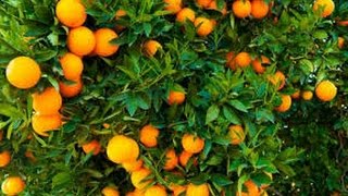 Cómo Cultivar Naranja  TvAgro por Juan Gonzalo Angel [upl. by Kannan329]