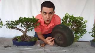 Bonsai para principiantes  Bonsai for beginners [upl. by Notsae]