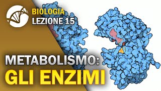 BIOLOGIA  Lezione 15  Gli Enzimi  Metabolismo Cellulare [upl. by Aisayn]