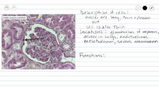 Simple Squamous Epithelium [upl. by Beane]