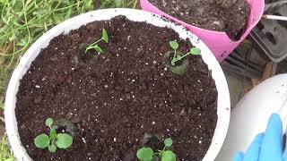 Transplanting Pansy Plugs How To Do Pansy Bedding Plants [upl. by Cresida]