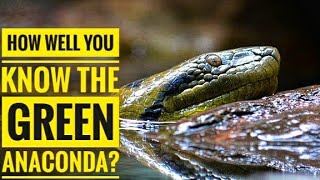 Green Anaconda  Description Characteristics and Facts [upl. by Hemphill]