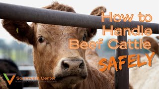 How To Work Cattle  Cattle Handling Tips [upl. by Elder]