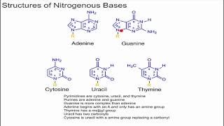 Structure of Nitrogenous Bases [upl. by Adriane989]