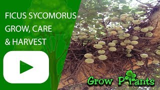 Ficus sycomorus  growing and harvest [upl. by Iveson]