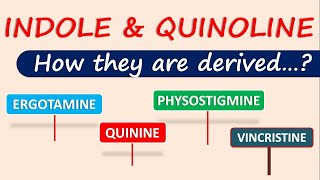 Indole and Quinoline alkaloids  How they are derived [upl. by Fesuoy567]