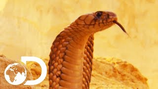 The Most Deadly Snake Of The Egyptian Desert  Wildest Middle East [upl. by Lindsey]