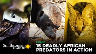 15 Deadly African Predators in Action 🦁 Smithsonian Channel [upl. by Yarahs501]