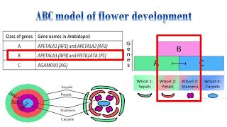 ABC model for flower developmentArabidopsis thaliana [upl. by Anyer]