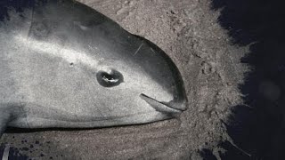 Endangered porpoise dies during rescue [upl. by Nairdna]