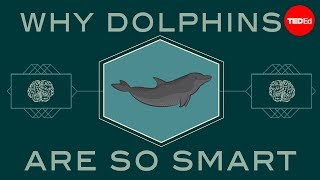 How smart are dolphins  Lori Marino [upl. by Ardnuaed580]