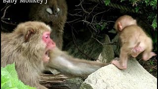 Baby monkey being attacked again [upl. by Smeaj]