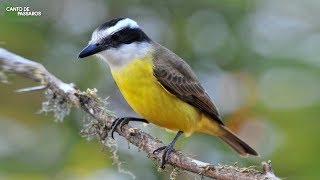 O CANTO DO BEMTEVI NA NATUREZA  Aves do Brasil [upl. by Eldin]