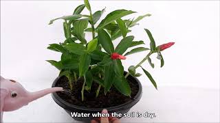 Red Button Ginger Propagation by Stem Cuttings [upl. by Intyrb]