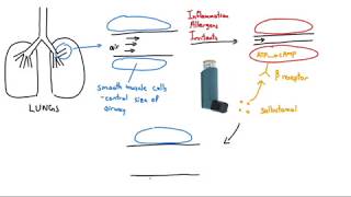 Salbutamol Ventolin Explained in 2 Minutes [upl. by Yuma]