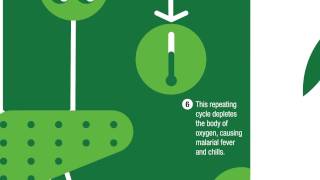 The malaria cycle  how malaria infects humans [upl. by Ailasor]