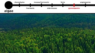 Gymnosperms LongDistance Pollination [upl. by Winikka]