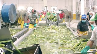 Inside Modern Factory Aloe vera Juice  Gel Processing  Aloe Vera Machine Harvesting [upl. by Encrata]