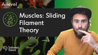 Muscles Sliding Filament Theory  A Level Biology Revision  AQA [upl. by Noskcire81]