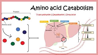 Amino acid catabolism Transamination  Deamination  Urea cycle [upl. by Barna408]