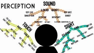 Sensation amp Perception Information Processing in the Brain [upl. by Akedijn]