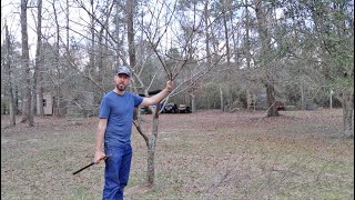 Pruning a Plum Tree for Better Shape and Production [upl. by Lechner300]