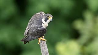 Peregrine Falcon calling  NJ [upl. by Patience]