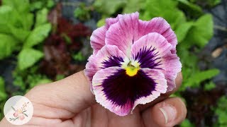 How to Grow Pansy Flowers from Seed  Gardening for Beginners Series [upl. by Fawnia]