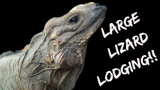 How to Keep Iguanas Indoors [upl. by Aneles]