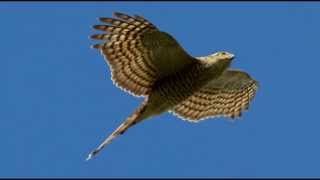 Sparrowhawk Bird Call Bird Song [upl. by Teragramyram111]