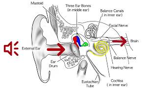 Imaging brain tumors  2  Astrocytomas [upl. by Nyhagen]