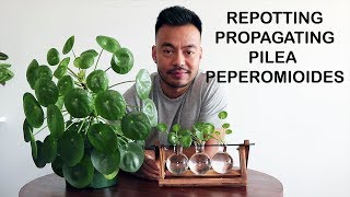 How To Repot amp Propagate  Pilea Peperomioides [upl. by Annel]