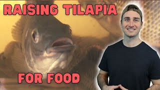 My Experience with Raising Tilapia for Aquaponics [upl. by Aniv]