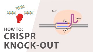 WHAT IS CRISPR  GENE EDITING EXPLAINED [upl. by Noynek]