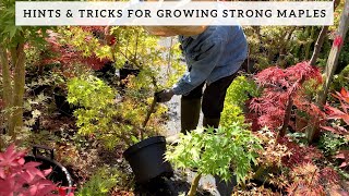 Hints amp Tricks for Growing Strong Maple Bonsai [upl. by Aivekal]