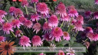 Echinacea Production Tips  Walters Gardens [upl. by Sonitnatsok]