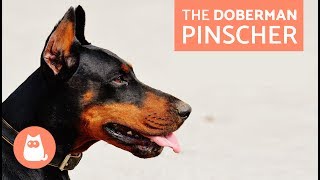 All About the Doberman Pinscher  Traits and Training [upl. by Adalia]