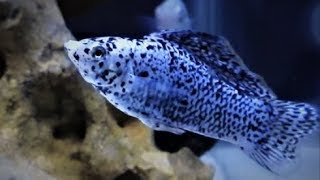 Dalmatian Molly Fish in Brackish Water Aquarium [upl. by Nywde668]