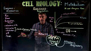 Enzyme Kinetics 2 Inhibitors and Activators [upl. by Erdnaed80]