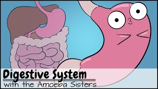 Digestive System [upl. by Anauqal187]