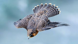 PEREGRINE FALCON  a dive fighter The FASTEST animal on the planet [upl. by De Witt]