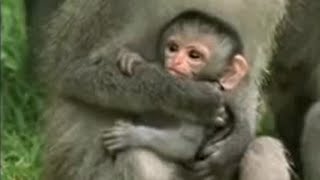 Cute Baby Vervet Monkies Playing  Cheeky Monkey  BBC Studios [upl. by Hgielak]