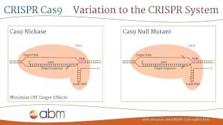 Next level CRISPR editing Cas9 RNP [upl. by Helge]