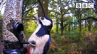 Best of British Wildlife 🦔 1112020 🐿 BBC [upl. by Eilarol802]