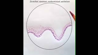 HISTOLOGY  How to draw Stratified squamous epithelium  Part 1 [upl. by Hinckley]