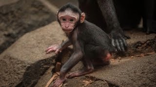 Watch Rare Baby Monkey Get Hair Pulled Right After Being Born [upl. by Gwen]