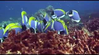 Blue Tang Surgeonfish Acanthurus coeruleus [upl. by Ellene696]