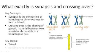 Synapsis and Crossing Over [upl. by Kimmy]